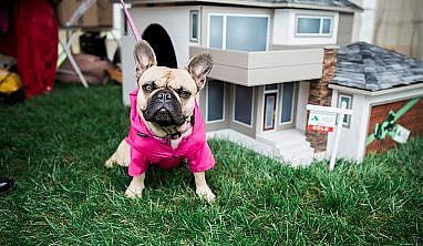 Paws In Motion 2016 - A&S Homes - Home Builders Winnipeg