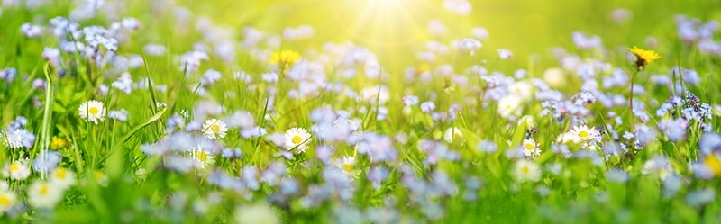 spring-blooming-flowers-and-green-grass-under-sunshine
