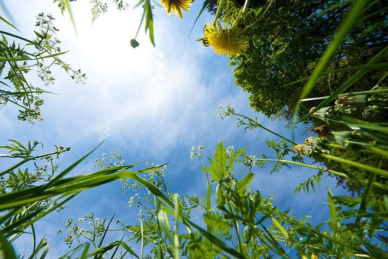 Summer Green Grass Sky (Winnipeg)