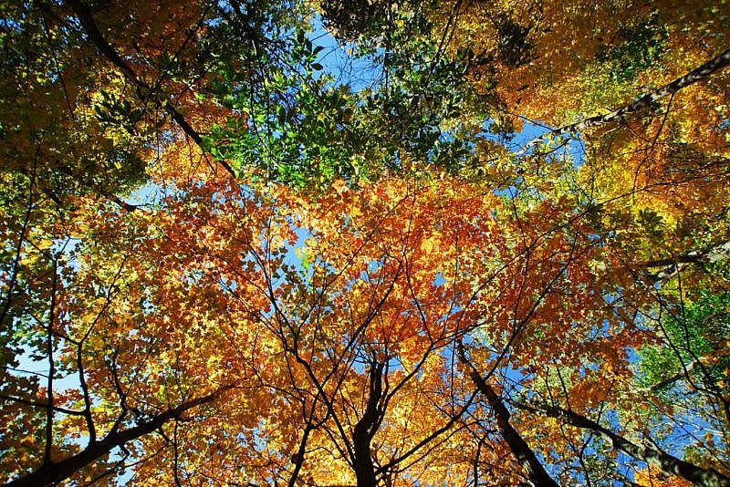 Fall Tree image for maintenance post